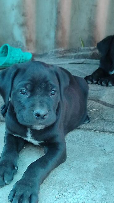 Продажа собак: Кане-корсо, 2 месяца, Самец, С прививкой — 3