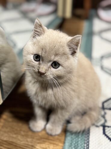купить кошку вислоухий: Британская короткошёрстная, 2 месяца, Мальчик, Приучена к лотку