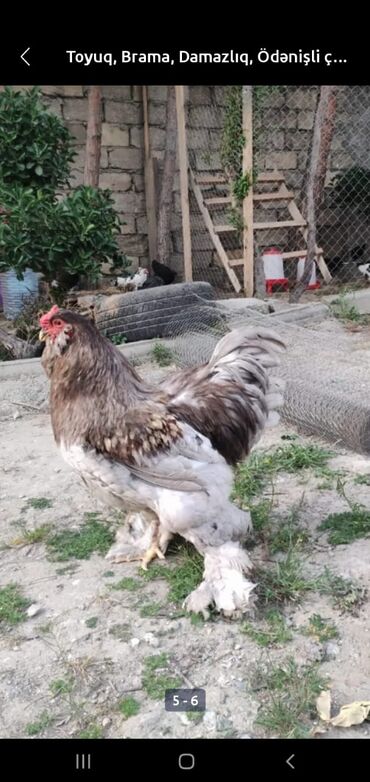 Digər quşlar: Mayali brama yumurtasi.unvan Yeni ramani
catdrilma neftciler — 2