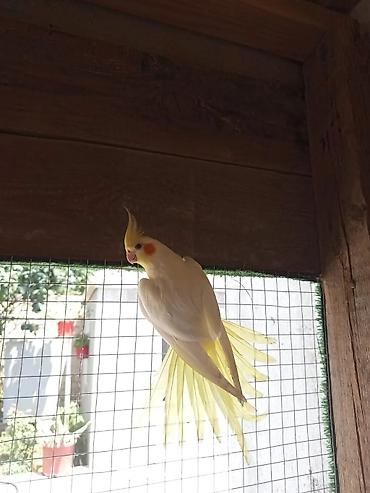 star quşu: Danişan korella quşu watsap aktivdi — 1