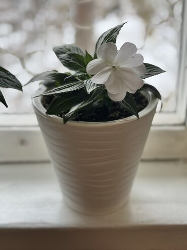 домашнии цветы: Все 1000сом - Бальзамин (Impatiens) – компактные кустики с глянцевой