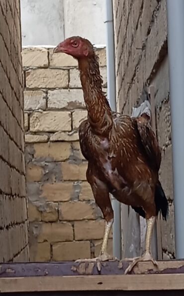 Xoruzlar: Xoruz, Heyratı, il: 1, Ödənişli çatdırılma — 8