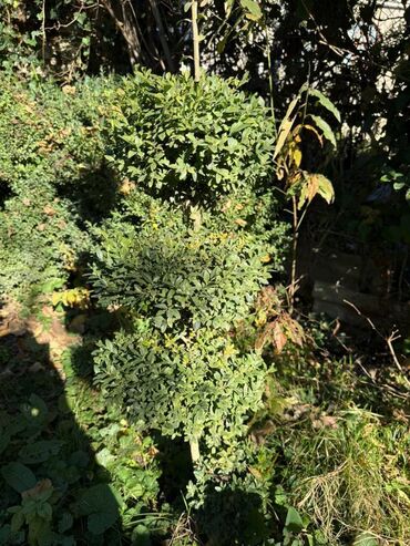 Şitillər: Şimşir tingləri satıram. Onlar dekorativ haşiyələr, hedcinqlər və — 12