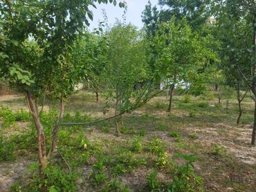 Torpaq sahələrinin satışı: 24 sot, Kənd təsərrüfatı, Kupça (Çıxarış) — 5