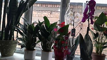 Антуриумы: Комнатные цветы в горшках — праздничная коллекция: - Антуриум — 5