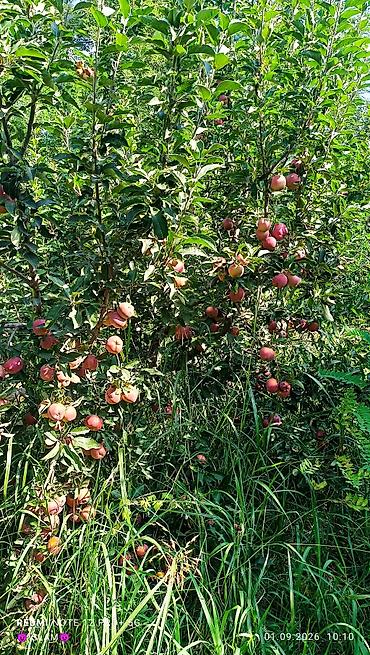 Фрукты: Яблоки Оптом — 6