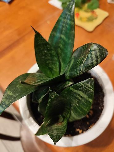 Хлорофитумы: Цветы от 150 сом, комнатные адаптированые. Алоэ Вера детки, Алоэ — 5