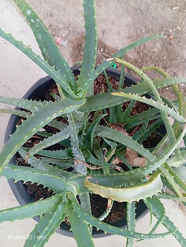 otaq arakesmeleri: Aloe vera (sukkulent) – iri plastik dibçəklə birlikdə - Bitki: Aloe — 2