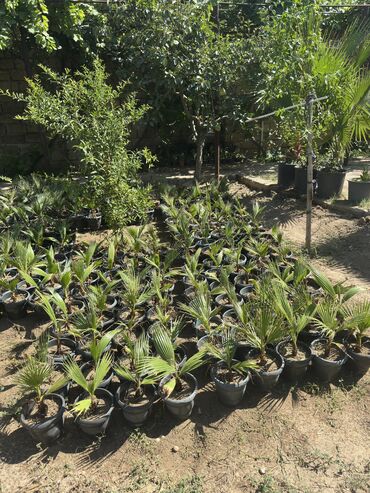 Ağaclar: Vaşinkton palmasi (qiymət 5 - 10 manat ) (500-550 dənə var ) Böyuk -da lalafo.az — 3 Ağaclar: Vaşinkton palmasi (qiymət 5 - 10 manat ) (500-550 dənə var ) Böyuk — 3