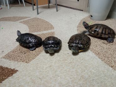 бирки для животных: Продаю красноухих водных черепах 8 лет. большие есть мальчики и
