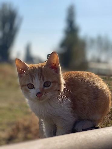 белые котята: Сиамская, 3 месяца, Мальчик — 8