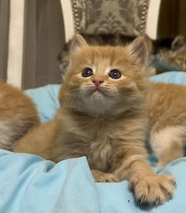 Продажа кошек: Лесная, 1 месяц, Мальчик, Рыжий — 2