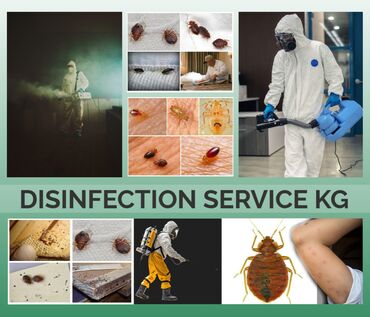 уничтожение блох клопов: Дезинфекция, дезинсекция, | Клопы, | Дома, Кафе, магазины, Квартиры