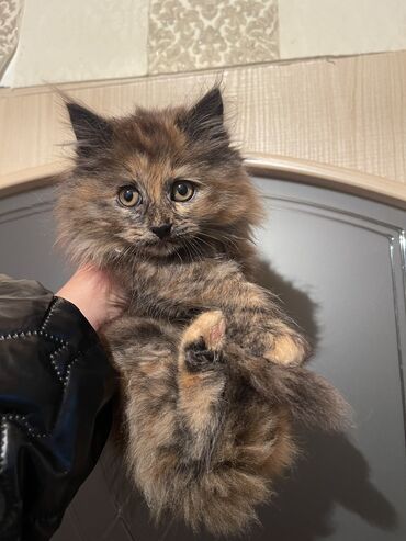 котята в добрые руки бишкек: Продаются в ответственные любящие добрые руки породистые котята от