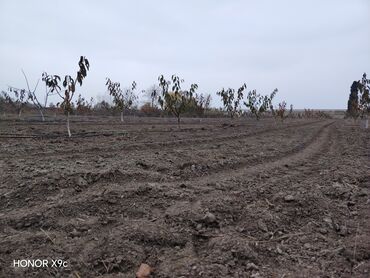 Torpaq sahələrinin satışı: Mülkiyyətçi — 8
