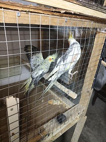 feniks qusu: Cüt Corella satılır 65azn istəyən olsa zəng və yaza bilər — 3