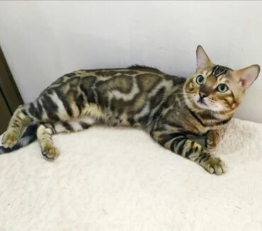 бенгальский леопардовый кот: Вязкапредлогаеться с Шикарным котом с чисто кровным бенгальским