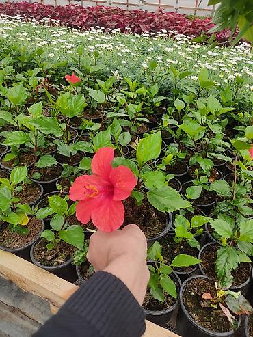 Digər bitkilər: Saksıda dekorativ çiçəkli bitkilər - Növ: Euphorbia milii (Tac-ı — 5