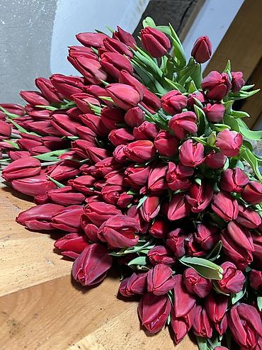 Теплицы: 🌷 Тюльпаны на продажу! Свежие, качественные, выращиваем сами. С — 12