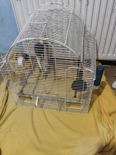 Tutuquşları: Nymph parakit (cockatiel) – boz-sarı rəngli, başında sarı çələk və — 6