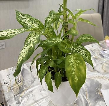 Другие растения: Dieffenbachia (ağ xallı tropik otaq bitkisi) - Növ: Dieffenbachia — 2