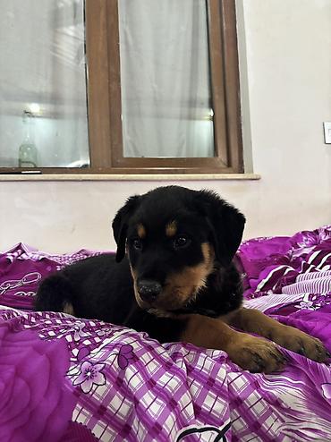 İtlər: Rotveyler, 2 ay, Dişi — 3