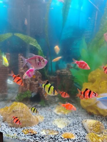 beta balığı qiymət: Dördbucaq akvarium, Balıqlarla birlikdə, 70 l, Ödənişli çatdırılma, Rayonlara çatdırılma, Ünvandan götürmə — 2