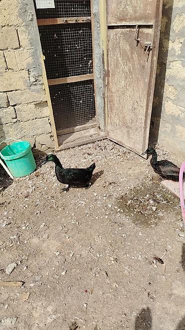 qarğa balası: Kayuqa ördəkləri – cütlük Real alıcıya endirim olacaq. - Rəng — 1