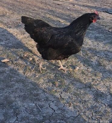Qazlar: Toyuq, Australorp, Damazlıq, Pulsuz çatdırılma