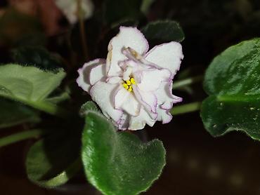 Фиалки и глоксинии: Продаю разные цветущие фиалки Цена за нецветущий 100 сом, остальные — 3