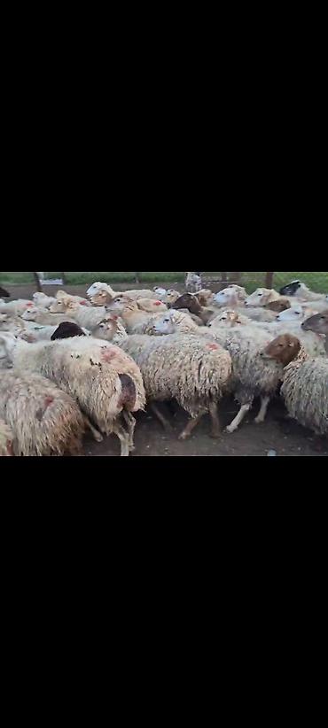 ucuz toyuq satisi: Satışda olan qoyunların hamısı boğazdı. Heyvanların saglamlıgına söz — 3