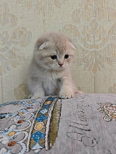 Pişiklər: Erkək, Dişi — 2