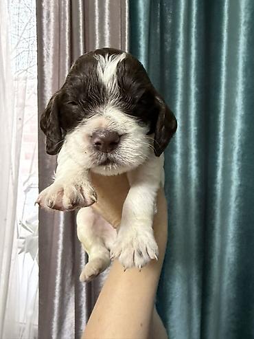 Продажа собак: Русский охотничий спаниель! Предлагаются к бронированию щенки — 4