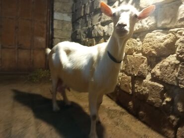 pişik balası satılır: Dişi, Zanen, il: 1, Damazlıq, Südlük, Ünvandan götürmə