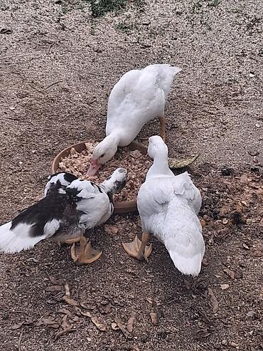 Muscovy ördəkləri – juvenil sürü - Cins: Muscovy (indoutka), ağ və lalafo.az -da Muscovy ördəkləri – juvenil sürü - Cins: Muscovy (indoutka), ağ və