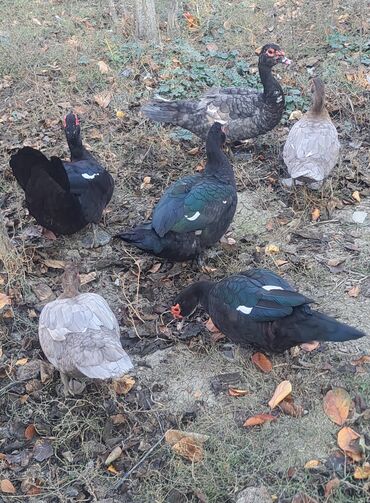 Ördəklər: Dişi, | Macar, Damazlıq, Pulsuz çatdırılma — 8