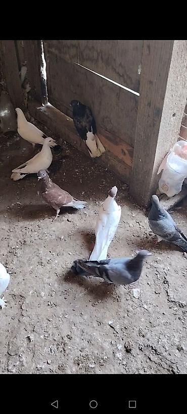 goyercin sekli: Bir quwxananin quwlaridi icinde ucuwu bilinen kotuk quwlar var goy — 6