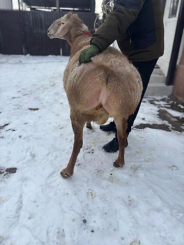 Баран, овца: Продаю | Баран (самец) | Для разведения | Племенные — 3