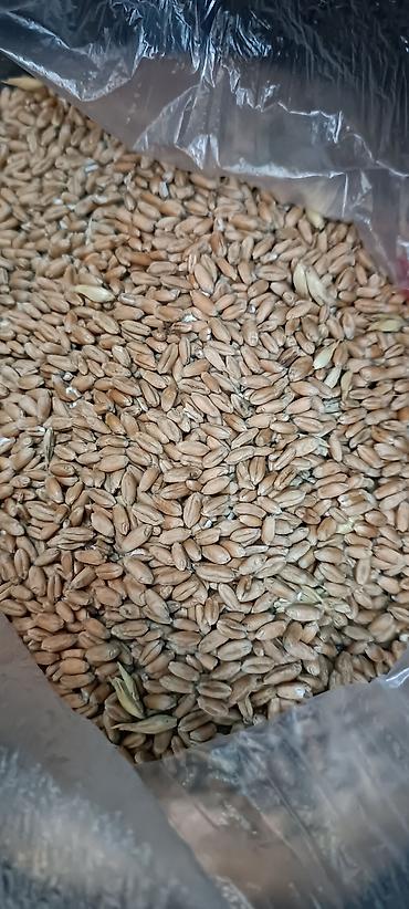 кок алма: Пшеница сорт Алексеич ! 2 репродукция пшеница сорт Алексеич ! 2 — 1