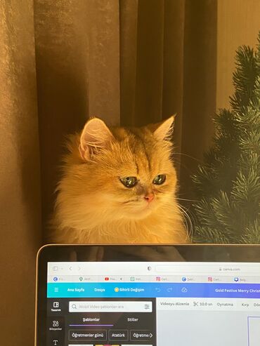 Pişiklər: Şinşilla -da lalafo.az — 23 Pişiklər: Şinşilla — 23