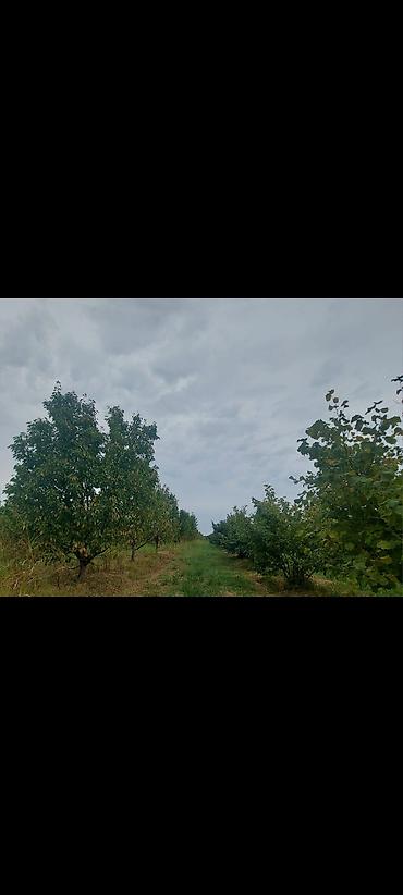 Torpaq sahələrinin satışı: 1 sot, Kənd təsərrüfatı — 3