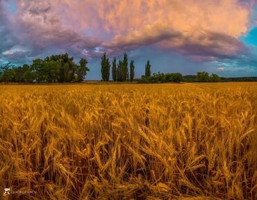 мешок лука цена: Уруктар: Арпа, Өзү алып кетүү