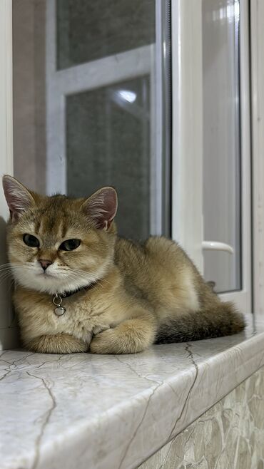 donuz satışı: Şinşilla, Dişi, Yaxşı əllərə, Ünvandan götürmə