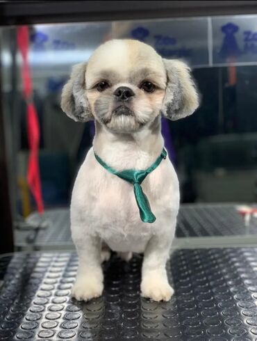 shih tzu stenci: Ши-тцу, 8 месяцев, Самец, С прививками, Самовывоз