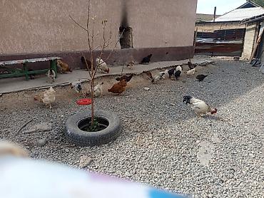 Продам с/х животных: Продаю | Куры | Домашняя | Для разведения — 1