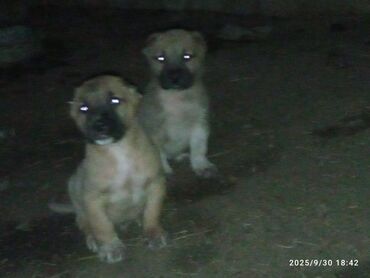 heyvanlara verilen xususi adlar: Məhsul: İt balaları Təsvir: - Şəkillərdəki balalar qəhvəyi-boz rəng