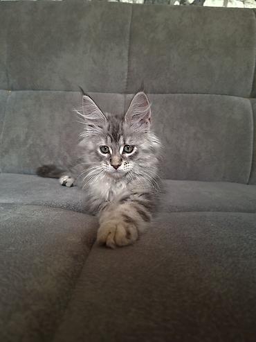 йоркширский терьер бишкек: Мейн-кун котёнок, серебристый мрамор (silver tabby) с эффектным — 7
