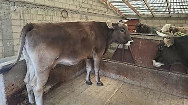 продам голубей: Продаю | Корова (самка) | Швицкая | Для разведения, Для молока | Племенные, Стельные, Искусственник — 10