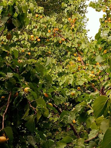 Другой готовый бизнес: 🏠🌿Срочно продаю Большой дом🏠 г.Бишкек,Первомайский район ж/м Ак- — 22
