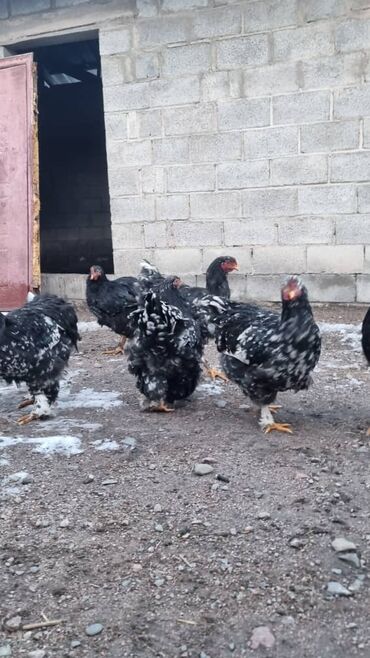 Птицы: Мраморный Кохин — 15